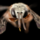 Image for article titled These Exquisite Bee Photographs Reveal Every Delicate Hair, Antenna, and Wing